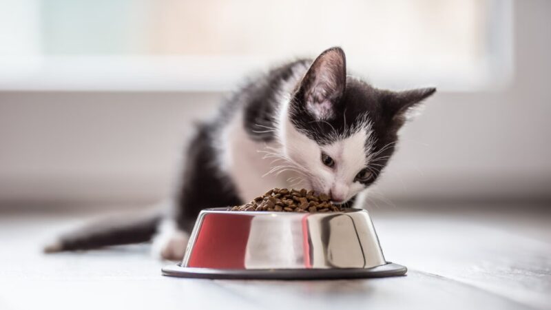 Inovações em Conservação de Alimentos para Pets: Tendências e Tecnologias