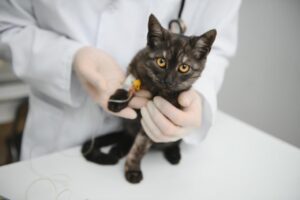 Aumento dos Casos de Esporotricose em Gatos em Salvador