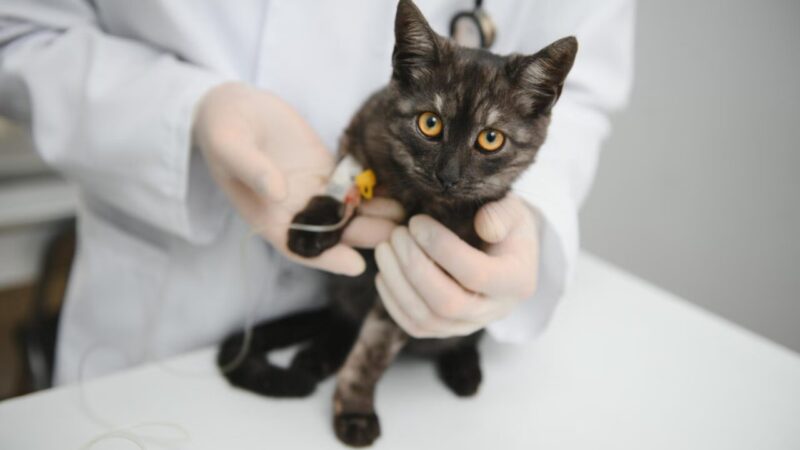 Aumento dos Casos de Esporotricose em Gatos em Salvador