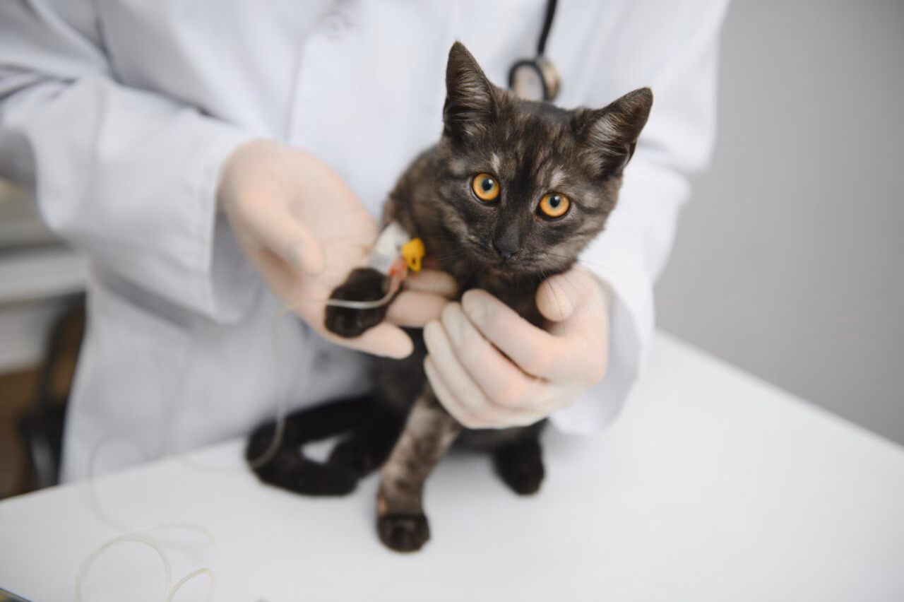 Aumento dos Casos de Esporotricose em Gatos em Salvador