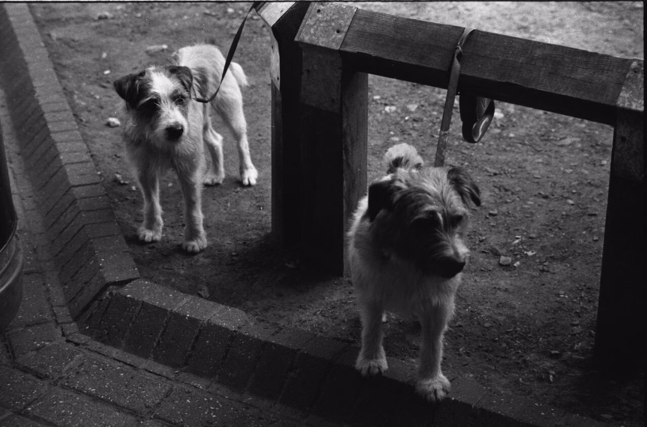 São Paulo Aumenta Penalidades para Maus-Tratos a Animais com Multas de até R$ 50 Mil