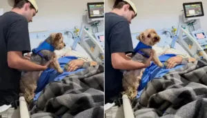 Reencontro Emocionante: Paciente em Cuidados Paliativos Recebe Visita de Seu Cachorro na UTI da Unicamp