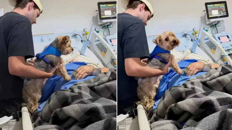 Reencontro Emocionante: Paciente em Cuidados Paliativos Recebe Visita de Seu Cachorro na UTI da Unicamp
