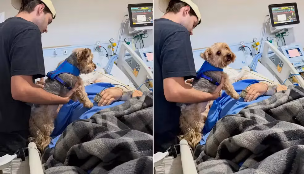 Reencontro Emocionante: Paciente em Cuidados Paliativos Recebe Visita de Seu Cachorro na UTI da Unicamp