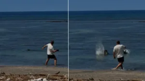 Indivíduo Detido por Agredir Foca em Perigo de Extinção no Havaí