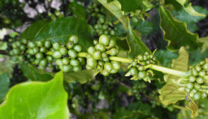 Café da Entressafra: Oportunidades para Produtores em Roraima