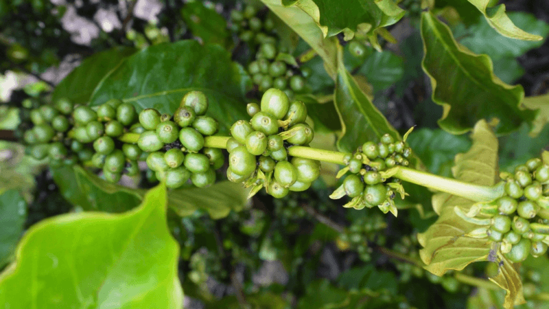 Café da Entressafra: Oportunidades para Produtores em Roraima