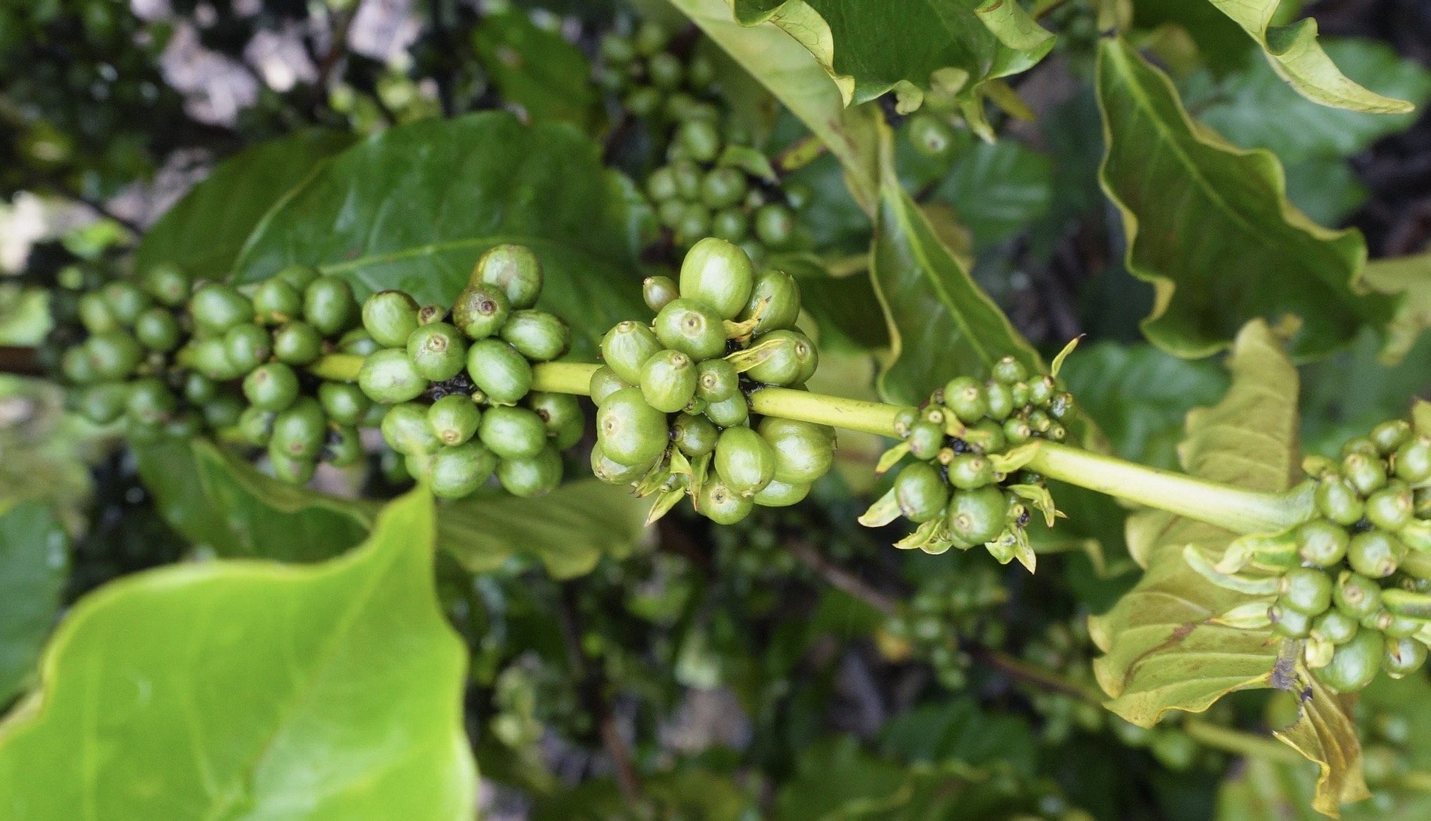 Café da Entressafra: Oportunidades para Produtores em Roraima