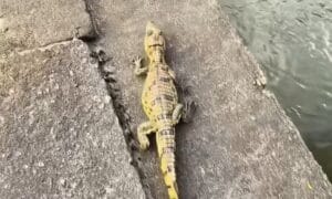 Motoboy Resgata Jacaré em Manaus e Devolve à Natureza em Ação Viral