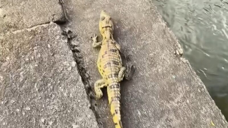 Motoboy Resgata Jacaré em Manaus e Devolve à Natureza em Ação Viral