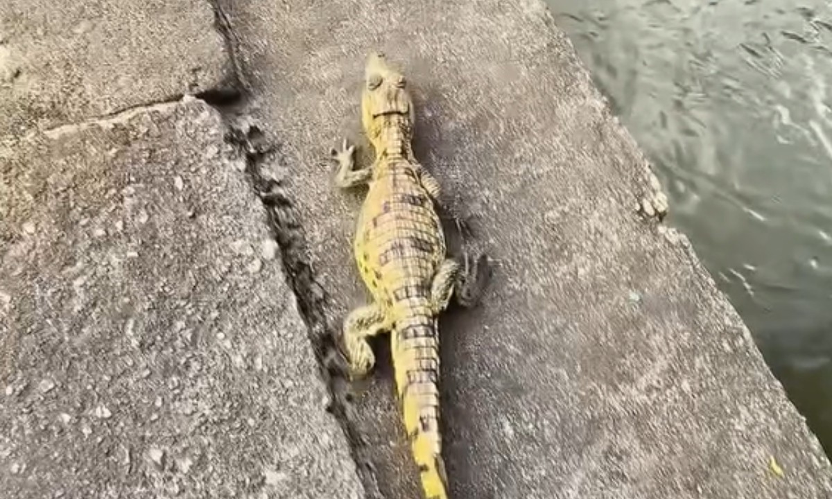 Motoboy Resgata Jacaré em Manaus e Devolve à Natureza em Ação Viral