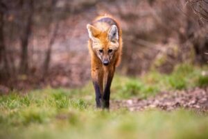 Plano Nacional de Proteção à Fauna nas Estradas e o Crescente Número de Atropelamentos no Brasil