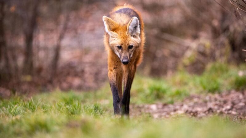 Plano Nacional de Proteção à Fauna nas Estradas e o Crescente Número de Atropelamentos no Brasil