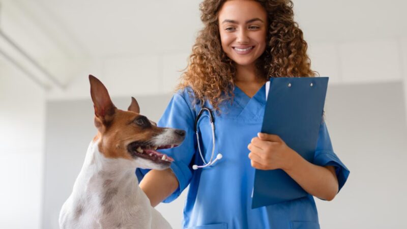 Código de Ética na Medicina Veterinária: Compromisso e Responsabilidade