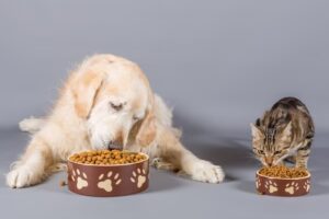 Crescimento do Mercado Pet no Brasil Atrai Investimentos Globais