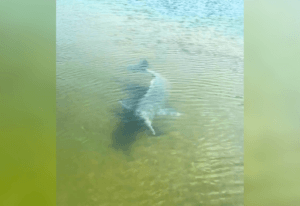 Boto Interage com Pescador em Flagrante Surpreendente no Rio Tocantins