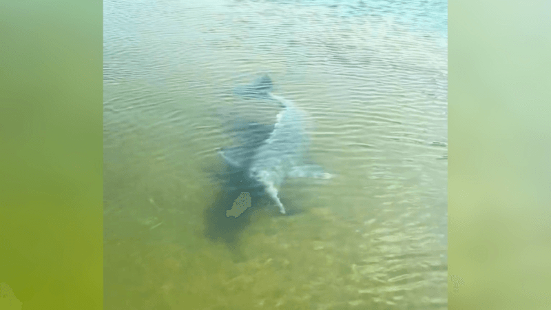 Boto Interage com Pescador em Flagrante Surpreendente no Rio Tocantins