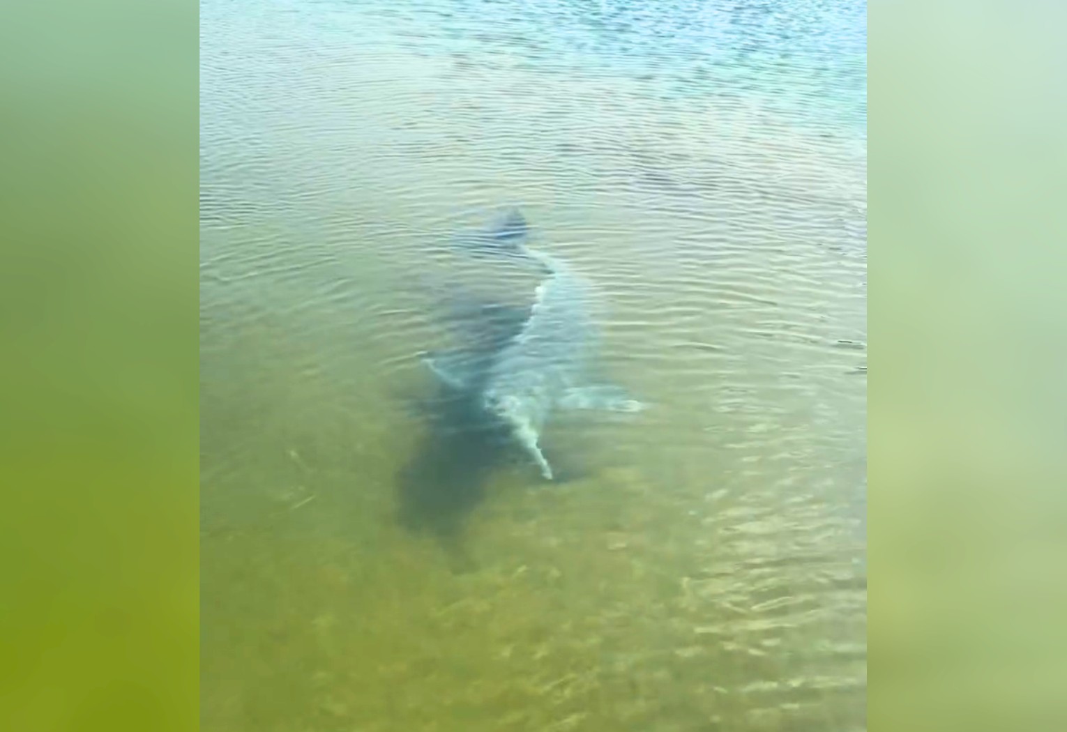 Boto Interage com Pescador em Flagrante Surpreendente no Rio Tocantins