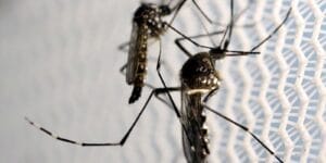 São Paulo Registra Novas Mortes por Febre Amarela e Intensifica Campanha de Vacinação