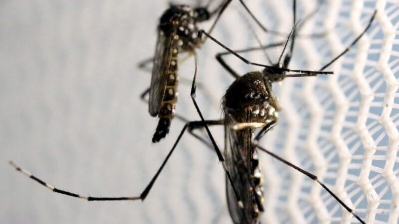 São Paulo Registra Novas Mortes por Febre Amarela e Intensifica Campanha de Vacinação