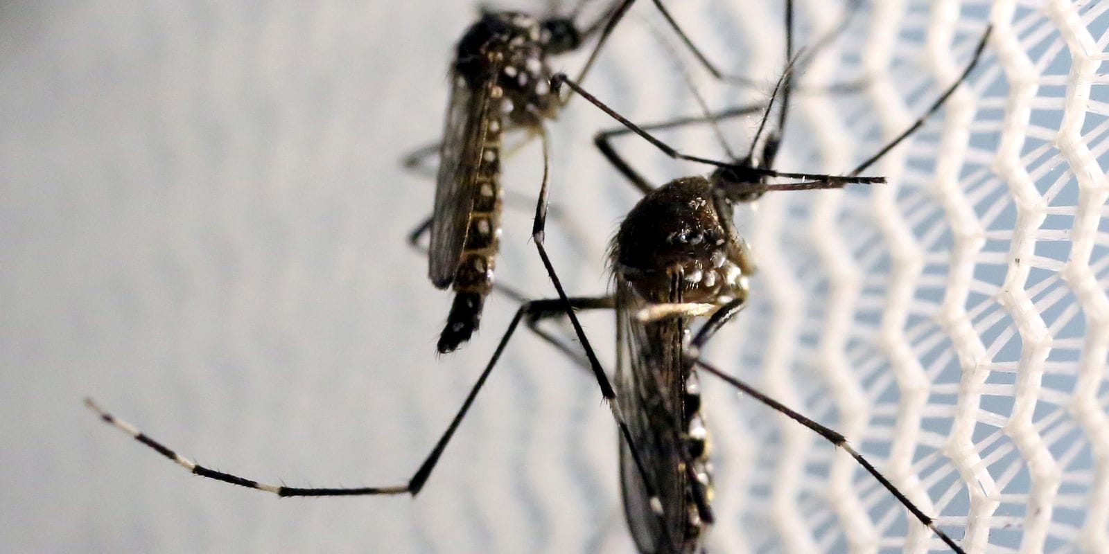 São Paulo Registra Novas Mortes por Febre Amarela e Intensifica Campanha de Vacinação