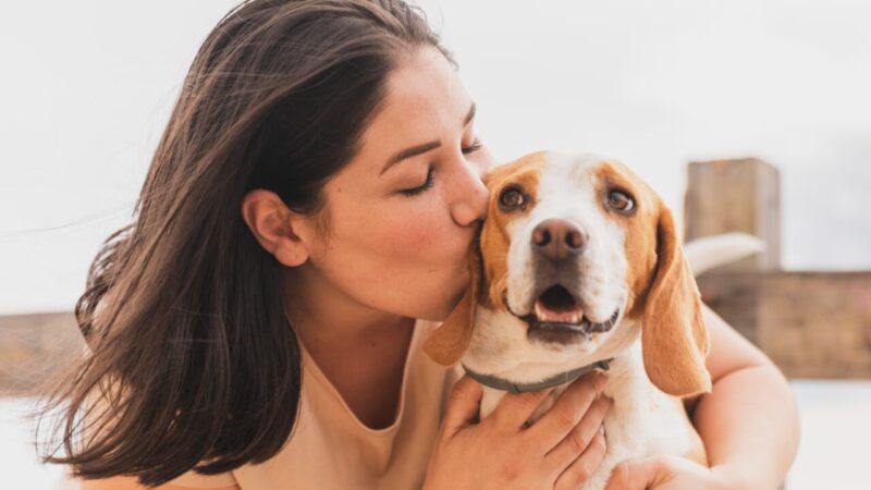 Projeto de Lei Propõe Inclusão de Animais de Estimação na Lei Maria da Penha
