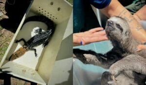 Operação Anhangá 2: Polícia resgata animais silvestres em aldeia indígena no Amazonas