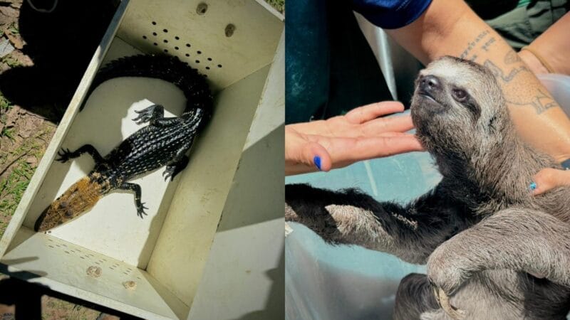 Operação Anhangá 2: Polícia resgata animais silvestres em aldeia indígena no Amazonas