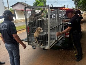 Aposentado é Indiciado por Abuso a Cadela em Boa Vista: Entenda o Caso