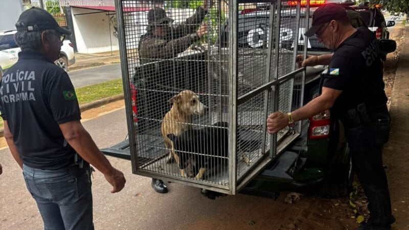 Aposentado é Indiciado por Abuso a Cadela em Boa Vista: Entenda o Caso