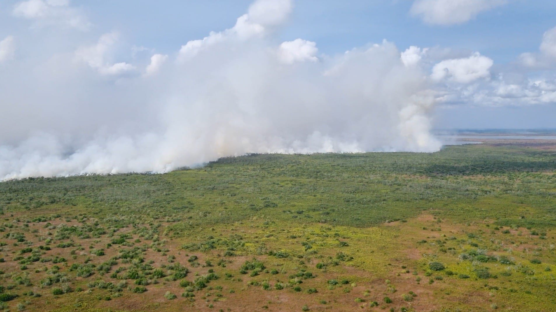 MPF Determina Retirada de Búfalos Ilegais da Reserva Biológica do Lago Piratuba no Amapá
