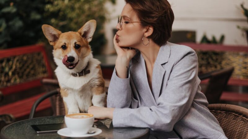 Babás de Cães de Luxo: Um Mercado em Crescimento nos EUA