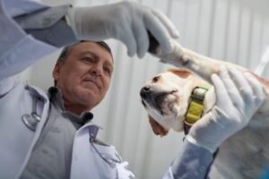 CFMV Promove o Primeiro Simpósio Nacional sobre Medicina Veterinária do Coletivo