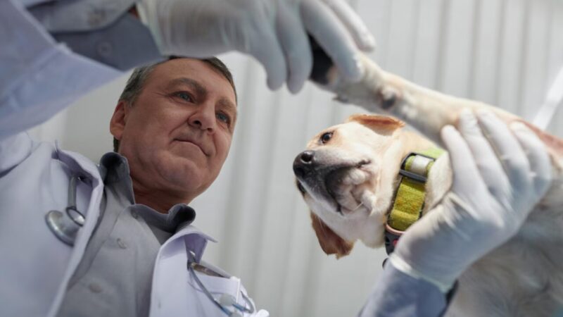 CFMV Promove o Primeiro Simpósio Nacional sobre Medicina Veterinária do Coletivo