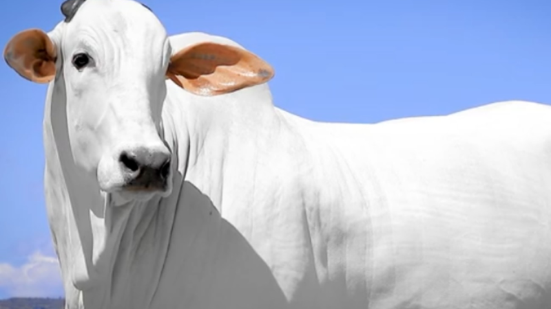 Vaca Ísis Valverde é Vendida por R$ 3,9 Milhões em Leilão de destaque