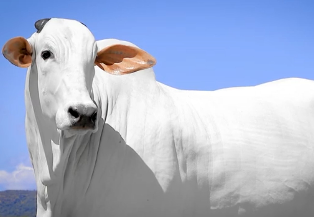 Vaca Ísis Valverde é Vendida por R$ 3,9 Milhões em Leilão de destaque