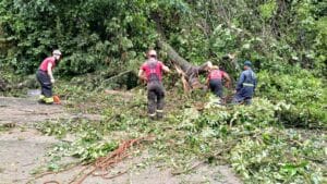 Queda de Árvore Interdita BR-163 em Santarém por Mais de Duas Horas