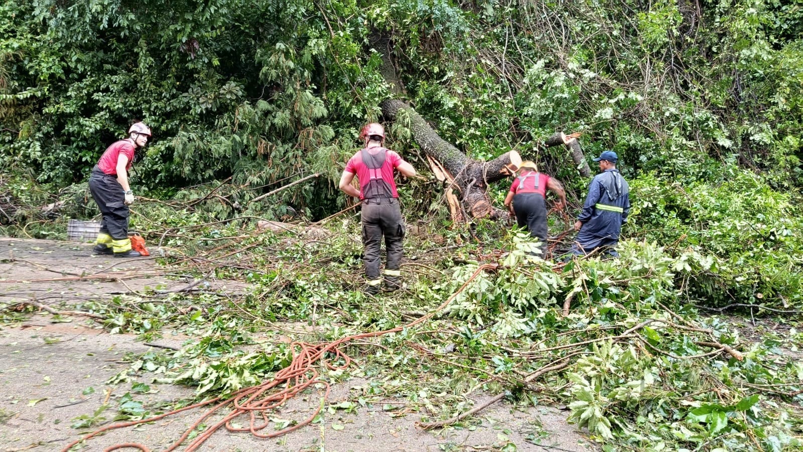 Queda de Árvore Interdita BR-163 em Santarém por Mais de Duas Horas