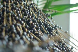 Governo do Amapá Lança Edital para Doação de 44 Robôs Colhedores de Açaí