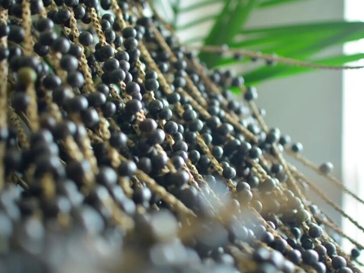 Governo do Amapá Lança Edital para Doação de 44 Robôs Colhedores de Açaí