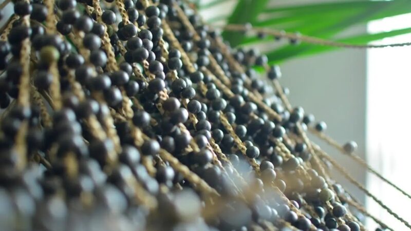 Governo do Amapá Lança Edital para Doação de 44 Robôs Colhedores de Açaí