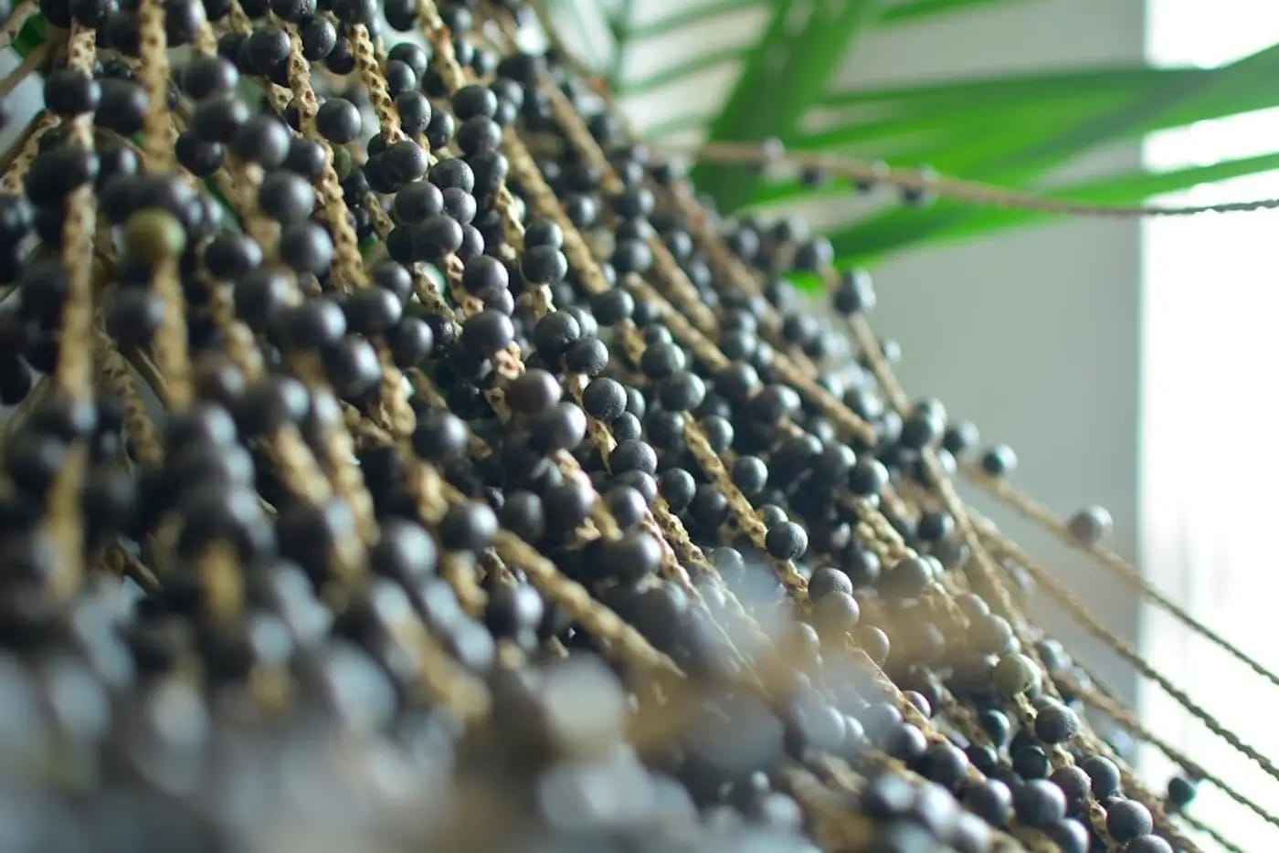 Governo do Amapá Lança Edital para Doação de 44 Robôs Colhedores de Açaí
