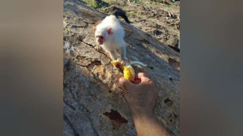 Macacos Invadem Residências no Bairro Maicá, em Santarém