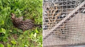 Resgate de Jaguatirica Atropelada na PA-370: Policial Militar e ZooUnama Unem Forças para Salvar Animal