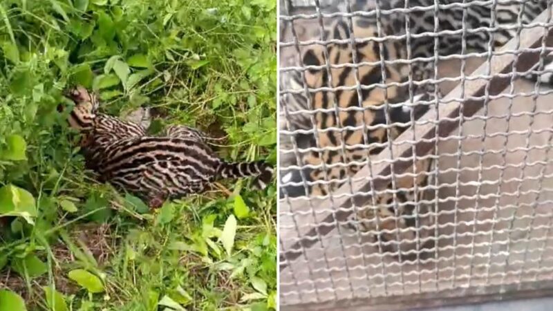 Resgate de Jaguatirica Atropelada na PA-370: Policial Militar e ZooUnama Unem Forças para Salvar Animal