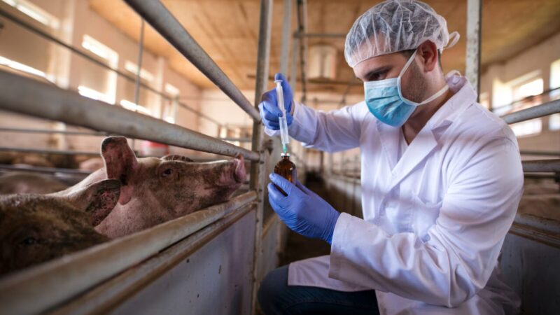 O Papel Fundamental do Zootecnista na Produção Animal Brasileira