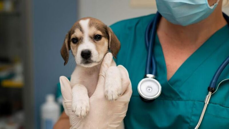 Nova Legislação Combate o Exercício Ilegal da Medicina Veterinária no Brasil