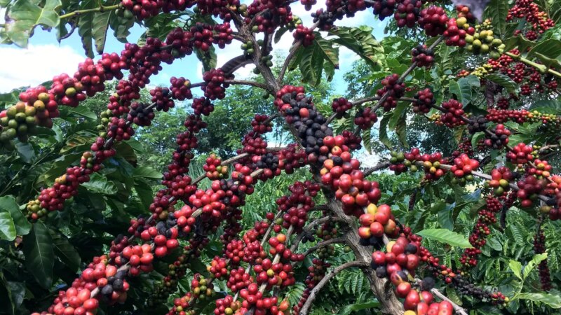 Desafios para Pequenos Cafeicultores Brasileiros com Regulamentação da UE