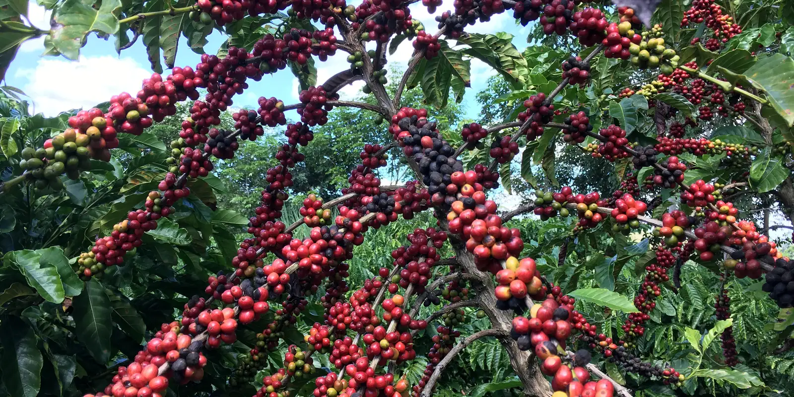 Desafios para Pequenos Cafeicultores Brasileiros com Regulamentação da UE
