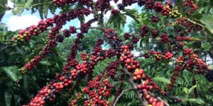 O Impacto do Regulamento da UE sobre o Comércio de Café Brasileiro